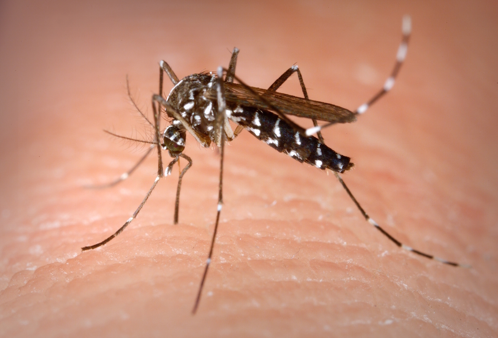 La lotta alle zanzare. Prevenzione e protezione. 