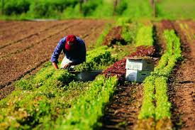 Io lavoro in agricoltura 