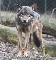 Il lupo - alcune informazioni 