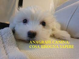 Campagna di informazione sull'anagrafe canina