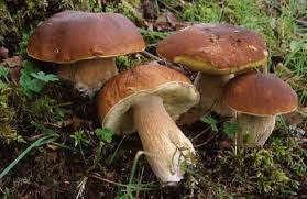 Controllo della commestibilità dei funghi. 