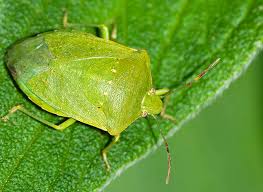La cimice asiatica. Come comportarsi.